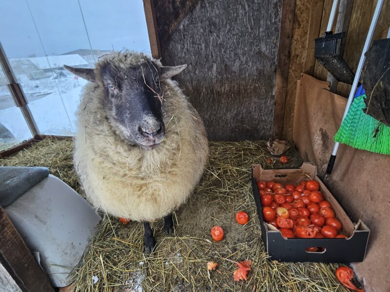 Müüa lammas noor paks